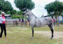 Exposição do Mangalarga Marchador encerra neste sábado em Macaé