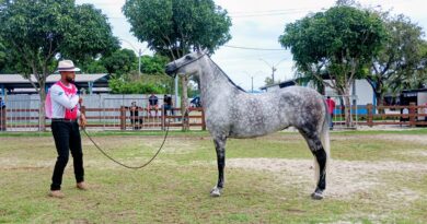 Exposição do Mangalarga Marchador encerra neste sábado em Macaé