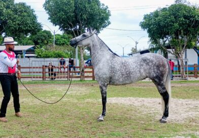 Exposição do Mangalarga Marchador encerra neste sábado em Macaé