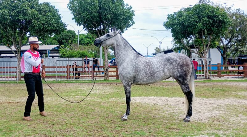 Exposição do Mangalarga Marchador encerra neste sábado em Macaé