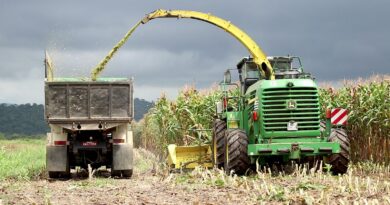 Macaé lidera produção de milho no Estado do Rio e movimenta R$ 6,8 milhões anuais